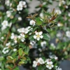 Cotoneaster apiculatus 'Boer' - Cotoneaster - Cotoneaster apiculatus 'Boer'