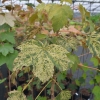 Acer pseudoplatanus 'Reymont' - Sycamore Maple - Acer pseudoplatanus 'Reymont'