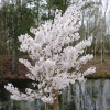 Prunus nipponica  'Brillant' - Prunus kurilensis ; Zwergkirsche - Prunus nipponica  'Brillant' ; Prunus kurilensis ;  Prunus nipponica var kurilensis