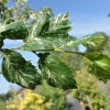 Ulmus minor 'Argenteovariegata' - wiąz pospolity - Ulmus minor 'Argenteovariegata' ; Ulmus campestris ; Ulmus carpinifolia ; Ulmus foliacea ;