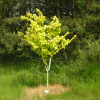 Acer campestre 'Postelense' - Feldahorn - Acer campestre 'Postelense'