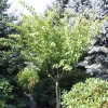 Acer davidii ssp. grosseri - Клен Давида - Acer davidii ssp. grosseri
