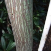 Acer davidii ssp. grosseri - Клен Давида - Acer davidii ssp. grosseri