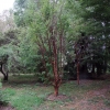 Acer griseum-Клён серый - Acer griseum