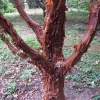Acer griseum-Клён серый - Acer griseum