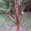 Acer griseum-Клён серый - Acer griseum