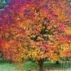 Acer maximowiczianum - Клён Максимовича - Acer maximowiczianum ;  Acer nikoense