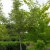 Acer negundo 'Elegans' -Клён ясенелистный - Acer negundo 'Elegans'