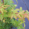 Acer palmatum 'Sangokaku' - klon palmowy - Acer palmatum 'Sangokaku'