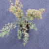 Acer palmatum 'Butterfly' - Japanese maple - Acer palmatum 'Butterfly'