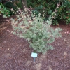 Acer palmatum 'Butterfly'- klon palmowy - Acer palmatum 'Butterfly'