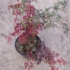 Acer palmatum 'Inaba-shidare'- klon palmowy - Acer palmatum 'Inaba-shidare'