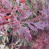 Acer palmatum 'Inaba-shidare'- klon palmowy - Acer palmatum 'Inaba-shidare'