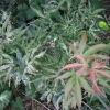 Acer palmatum 'Ukigumo' - Клён дланеви́дный - Acer palmatum 'Ukigumo'