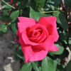 Hanne - Großblütige Rose - Rosa Hanne