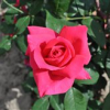 Hanne - Grandiflora Rose - Rosa Hanne