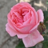 Tom Tom - Mehrblütige Rose - Rosa Tom Tom