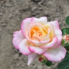 Peace - róża wielkokwiatowa - Rose Peace