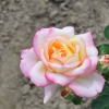 Peace - Grandiflora Rose - Rose Peace