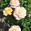 Peace - róża wielkokwiatowa - Rose Peace