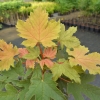 Acer pseudoplatanus 'Puget Pink' - Sycamore Maple - Acer pseudoplatanus 'Puget Pink'