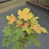 Acer pseudoplatanus 'Puget Pink' - klon jawor - Acer pseudoplatanus 'Puget Pink'