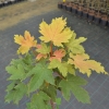 Acer pseudoplatanus 'Puget Pink' - Sycamore Maple - Acer pseudoplatanus 'Puget Pink'