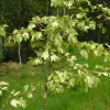 Acer pseudoplatanus 'Simon-Louis Frères' - klon jawor - Acer pseudoplatanus 'Simon-Louis Frères'