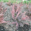Berberis thunbergii 'Pink Perfection' - Berberys Thunberga - Berberis thunbergii 'Pink Perfection'