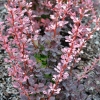 Berberis thunbergii 'Pink Perfection' - Berberys Thunberga - Berberis thunbergii 'Pink Perfection'