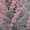 Berberis thunbergii 'Pink Perfection' - Berberys Thunberga - Berberis thunbergii 'Pink Perfection'