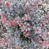 Berberis thunbergii 'Dart's Red Lady'- berberys Thunberga - Berberis thunbergii 'Darts Red Lady'