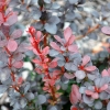 Berberis thunbergii 'Dart's Red Lady'- berberys Thunberga - Berberis thunbergii 'Darts Red Lady'