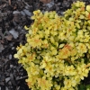 Berberis thunbergii 'Goldalita'- berberys Thunberga - Berberis thunbergii 'Goldalita'