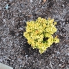 Berberis thunbergii 'Goldalita'- berberys Thunberga - Berberis thunbergii 'Goldalita'