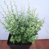 Berberis thunbergii 'Kelleris' - Thunbergs Berberitze - Berberis thunbergii 'Kelleris'