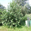 Betula alleghaniensis - Берёза жёлтая - Betula alleghaniensis ; Betula lutea
