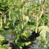 Betula pendula 'Dalecarlica' - brzoza brodawkowata - Betula pendula 'Dalecarlica'