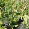 Betula pendula 'Dalecarlica - Swedish Birch - Betula pendula 'Dalecarlica'