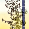 Betula pendula 'Royal Frost' - Hänge-Birke ; Weiß-Birke  ; Sand-Birke - Betula pendula 'Royal Frost'