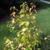 Betula pendula 'Schneverdinger Goldbirke' - Hänge-Birke ; Weiß-Birke  ; Sand-Birke - Betula pendula 'Schneverdinger Goldbirke'