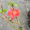 Chaenomeles x superba 'Andenken an Karl Ramcke' -  Japanese quince - Chaenomeles x superba' Andenken an Karl Ramcke'