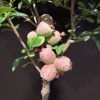 Chaenomeles xsuperba 'Nicoline' - Japanese quince - Chaenomeles xsuperba 'Nicoline'