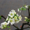 Chaenomeles speciosa 'Nivalis' - Chinesische Zierquitte - Chaenomeles speciosa  'Nivalis'