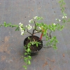 Chaenomeles speciosa 'Nivalis'  - Flowering quince - Chaenomeles speciosa  'Nivalis'