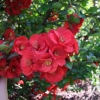 Chaenomeles x superba 'Fire Dance' - Japanese quince - Chaenomeles x superba 'Fire Dance'
