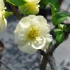 Chaenomeles speciosa 'Yukigoten' - Flowering quince - Chaenomeles speciosa 'Yukigoten'