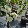 Chaenomeles speciosa 'Yukigoten' - Flowering quince - Chaenomeles speciosa 'Yukigoten'
