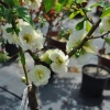 Chaenomeles speciosa 'Yukigoten' - Chinesische Zierquitte - Chaenomeles speciosa 'Yukigoten'