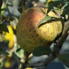 Chaenomeles speciosa 'Yukigoten' - Chinesische Zierquitte - Chaenomeles speciosa 'Yukigoten'